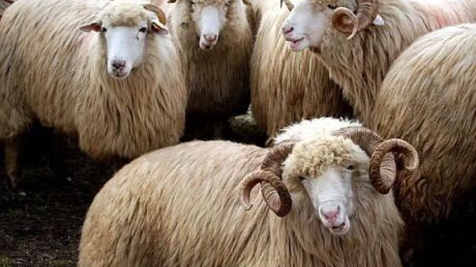 الأغنام-الرومانية.jpg