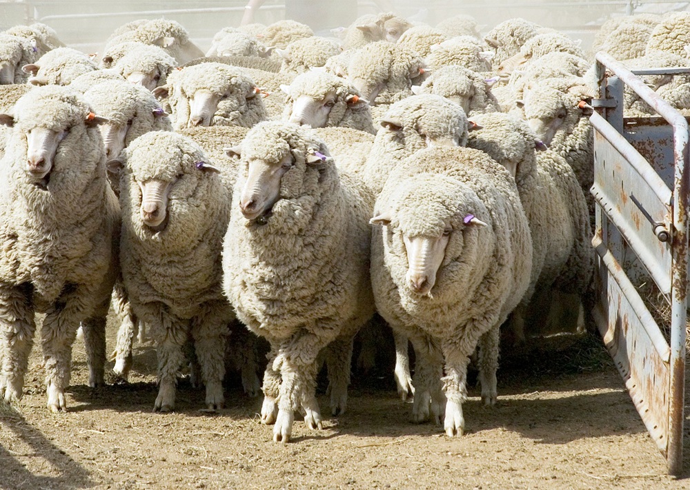 س-1715514996.jpg