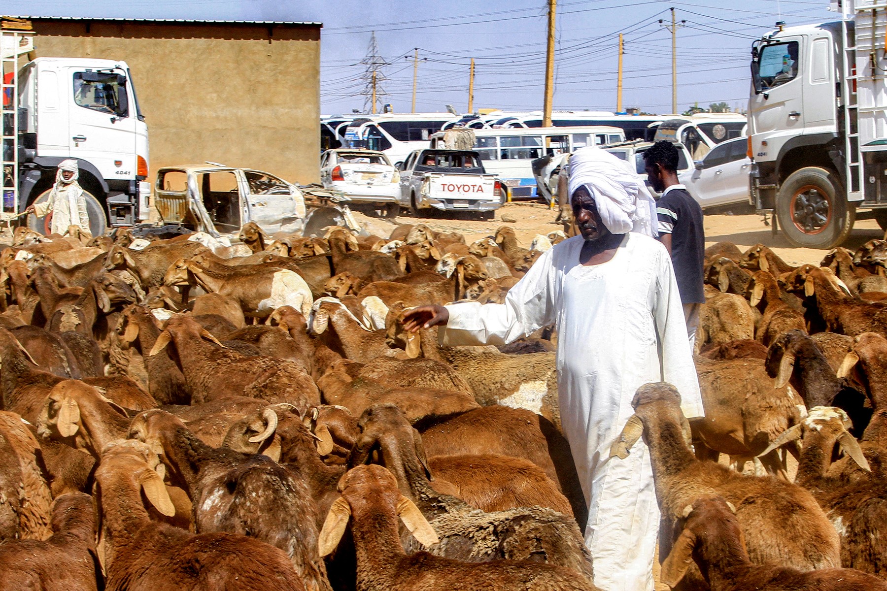 الحرب تشعل أسعار الأضاحي في السودان للعام الرابع