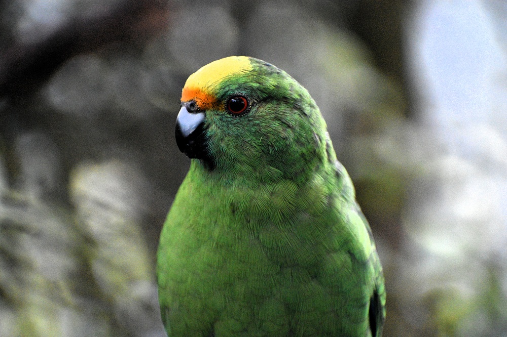 AFP PHOTO THE ISAAC CONSERVATION AND WILDLIFE TRUST 2.jpg