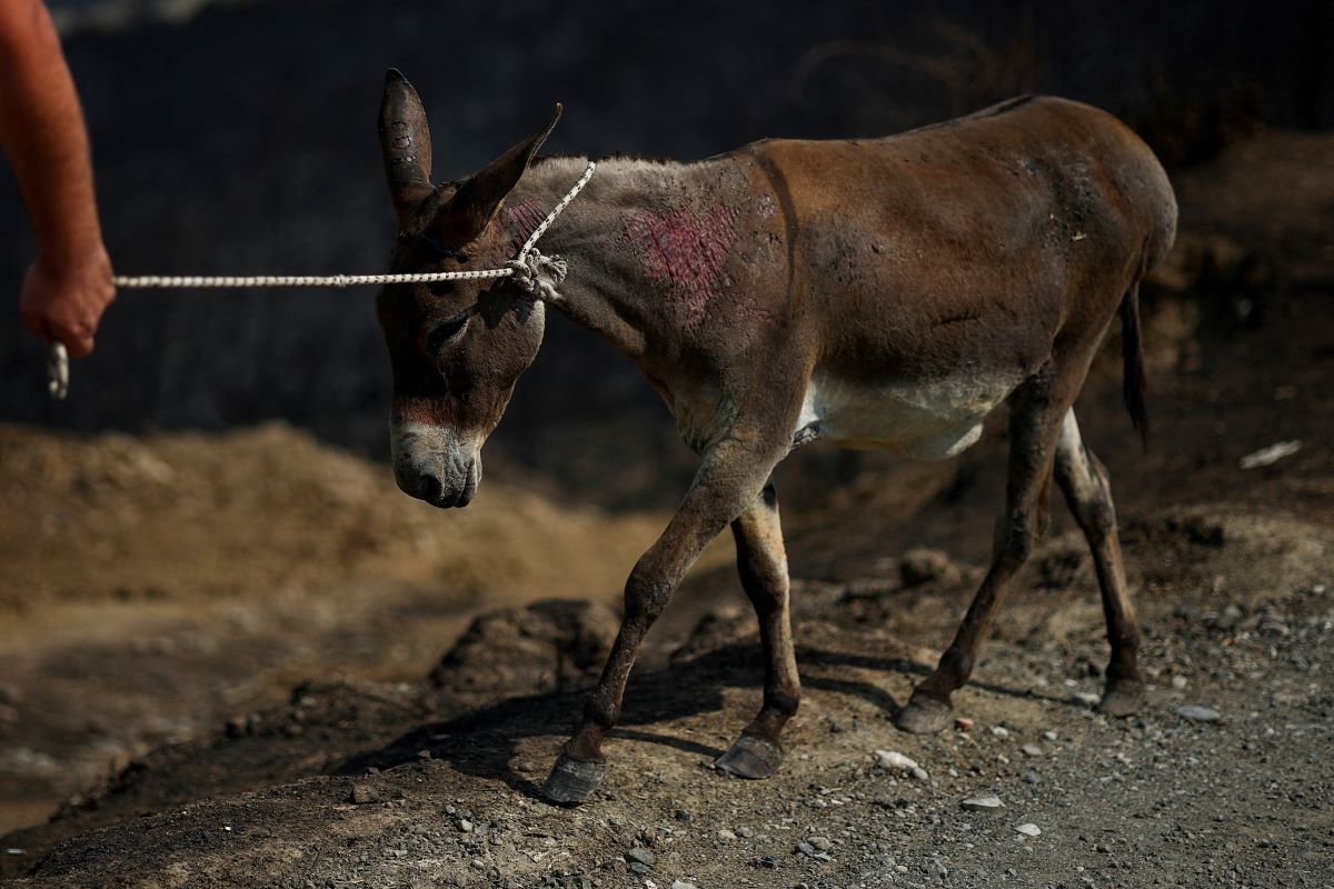 2025-08-18T114947Z_147676659_RC2P7GAMVAG3_RTRMADP_3_EUROPE-WEATHER-ALBANIA-WILDFIRES-HORSE.JPG