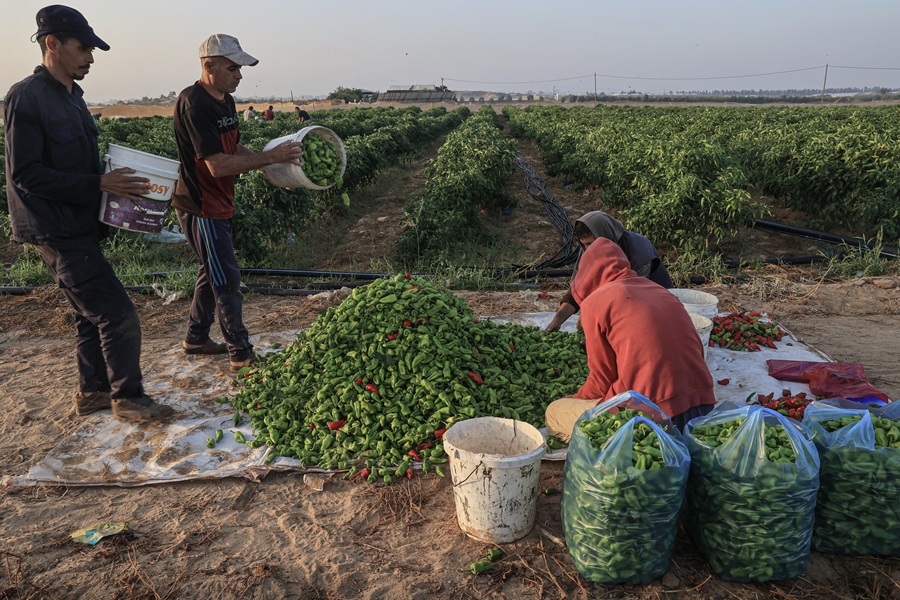 AFP__20230910__33UP2HT__v1__HighRes__PalestinianIsraelConflictGazaAgriculture.jpg