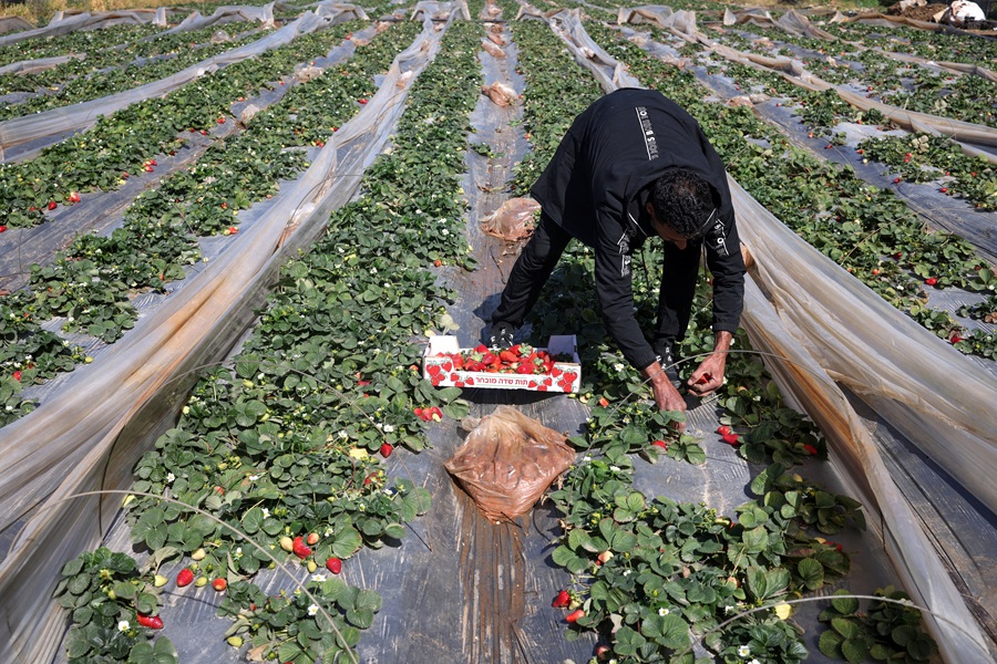 AFP__20260227__997A3CQ__v1__HighRes__PalestinianIsraelConflictAgriculture.jpg