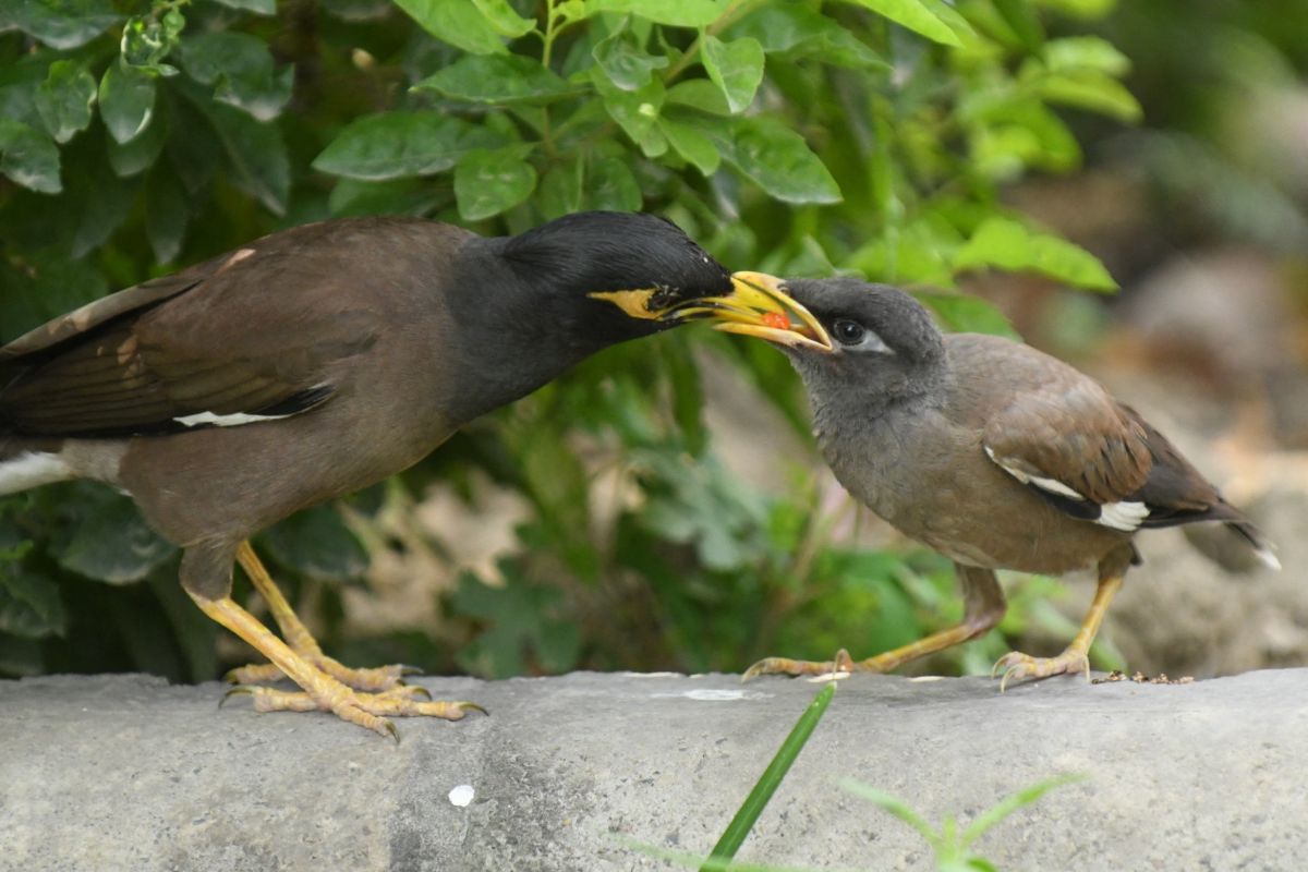 AFP__20210624__9D32DW__v1__MidRes__IndiaEnvironmentAnimal.jpg