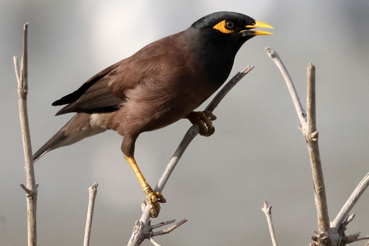 AFP__20240113__34EV4UY__v2__MidRes__KuwaitNatureBird.jpg
