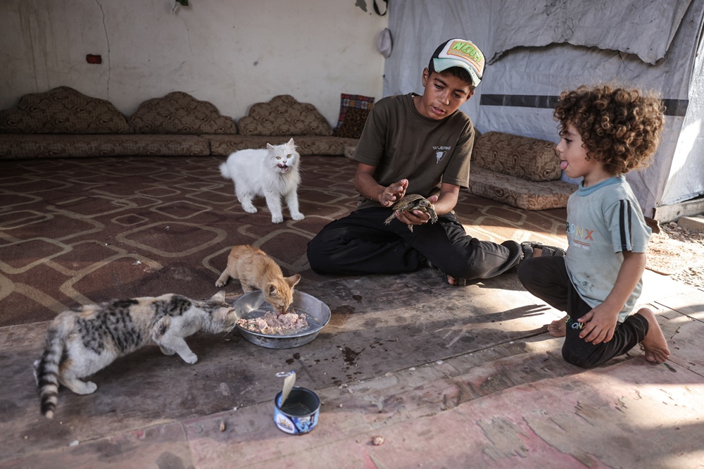 AFP__20251111__83PE3VT__v1__HighRes__PalestinianIsraelAnimalGaza.jpg