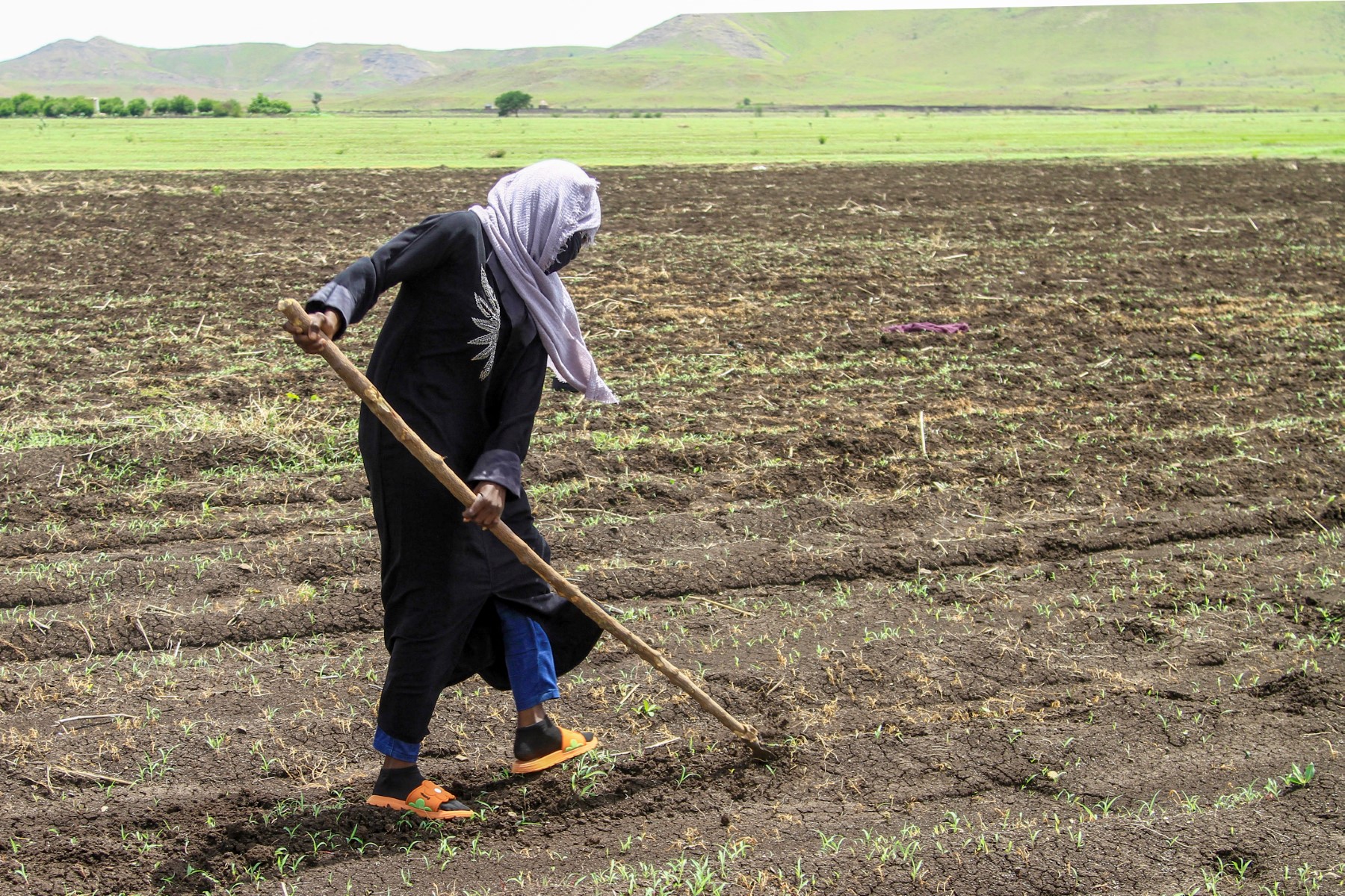 AFP__20240718__364E76R__v1__MidRes__SudanConflictAgriculture.jpg