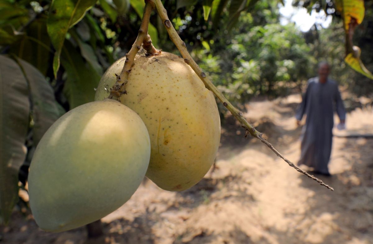 2018-08-27T000000Z_1061349423_RC1AEF5CB940_RTRMADP_3_EGYPT-AGRICULTURE.JPG