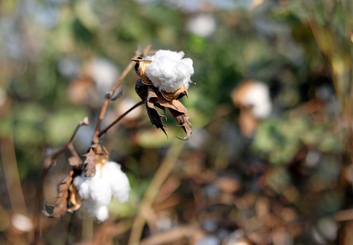 2018-09-28T000000Z_321924966_RC15AB201040_RTRMADP_3_EGYPT-COTTON.JPG