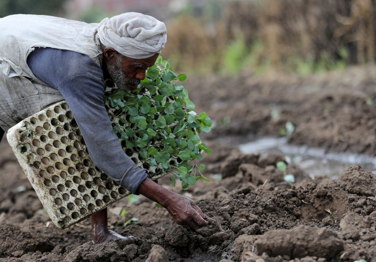 2021-09-05T151704Z_1443829838_RC2NJP9PPXMV_RTRMADP_3_EGYPT-AGRICULTURE.JPG