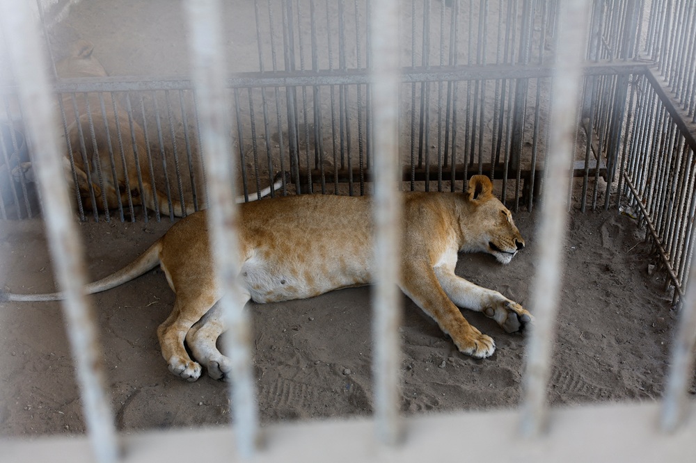 zoo gaza reuters 1.JPG