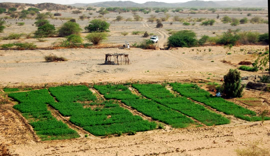 حسن حامد 1.png