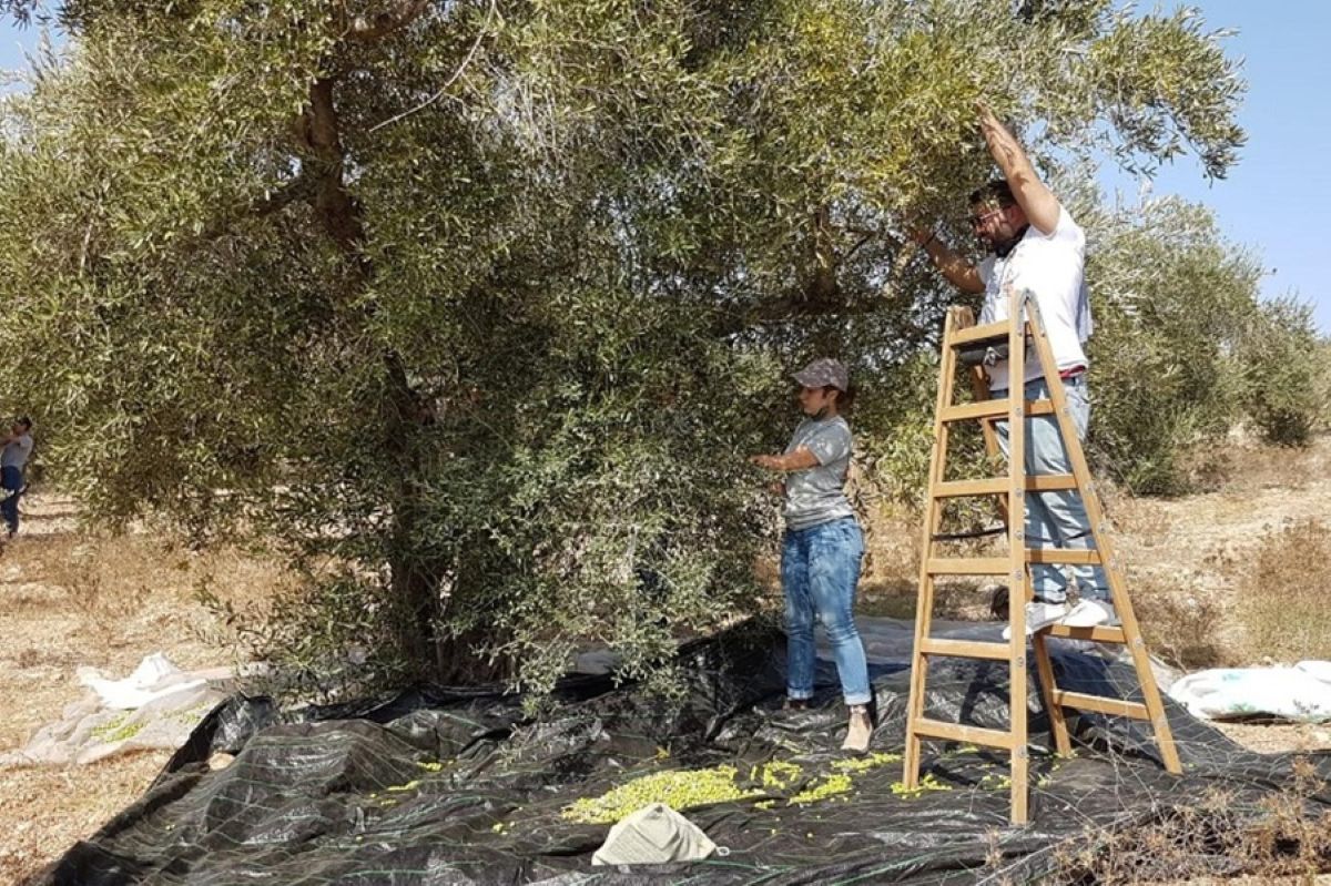 اندبندنت عربية مسم الزيتون في الضفة الغربية  (21).jpg